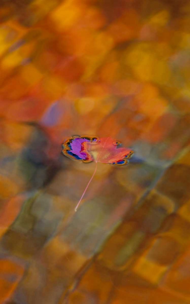 Canada, Quebec, Maple leaf on autumn-colored pool